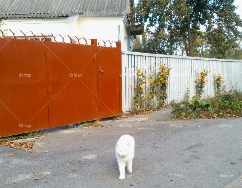 Door, Street, Fence, House, Architecture