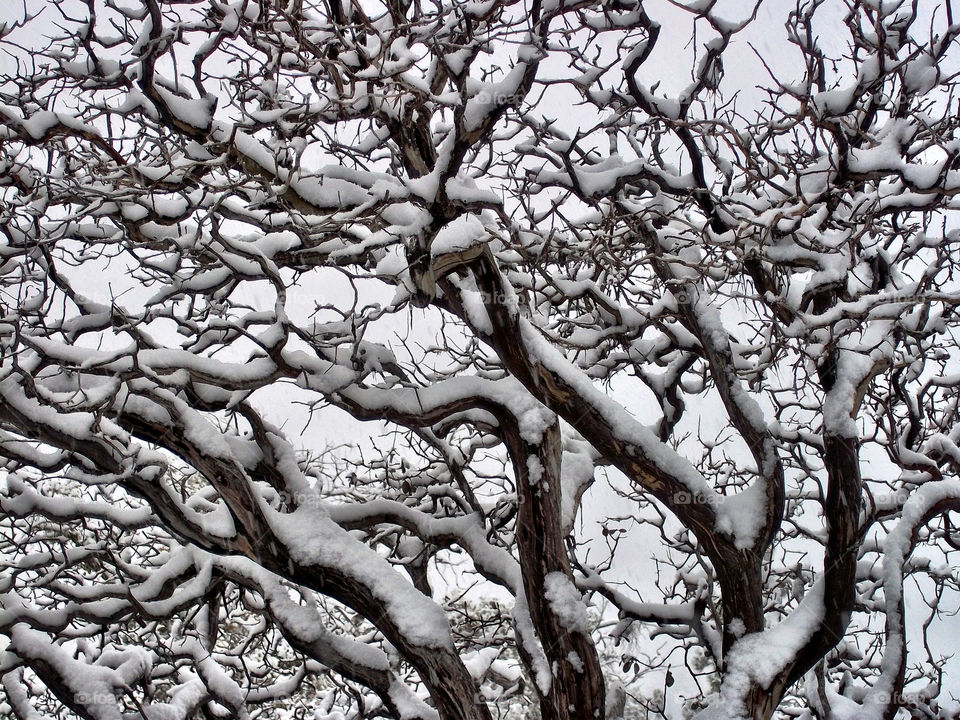 california snow winter tree by emmanuelgr