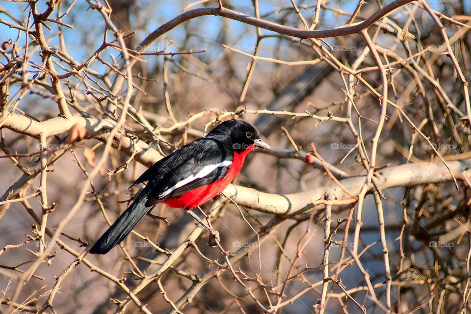 Crimson-breasted shrike, enjoying the morning sun