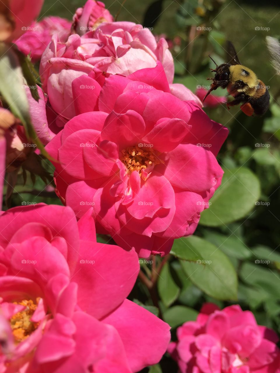 Pink roses