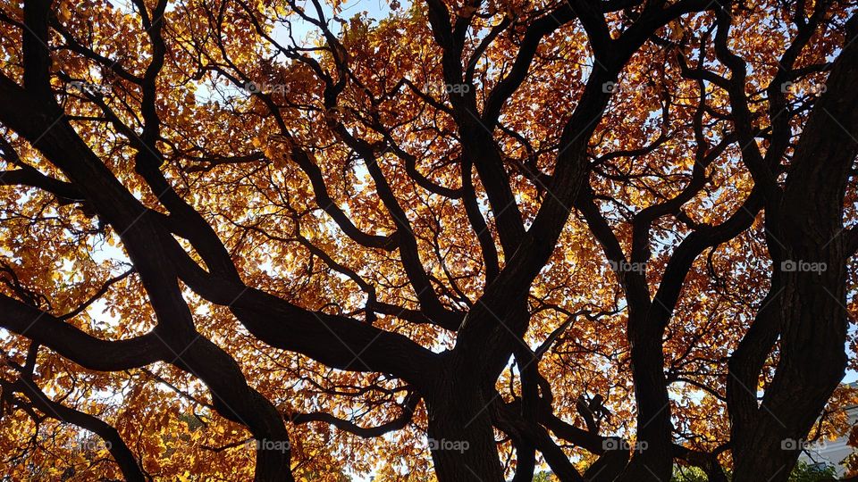 Very old autumn oak 🍂🍂🍂