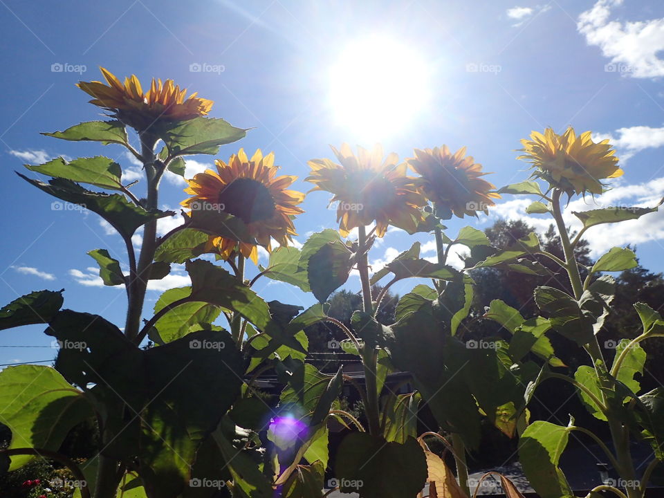 Looking up. Sunflowers in My garden 