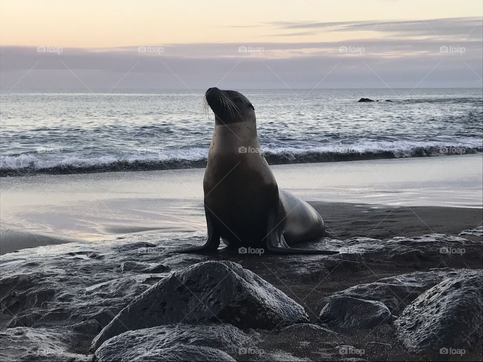 Sea lion of the Galapagos 