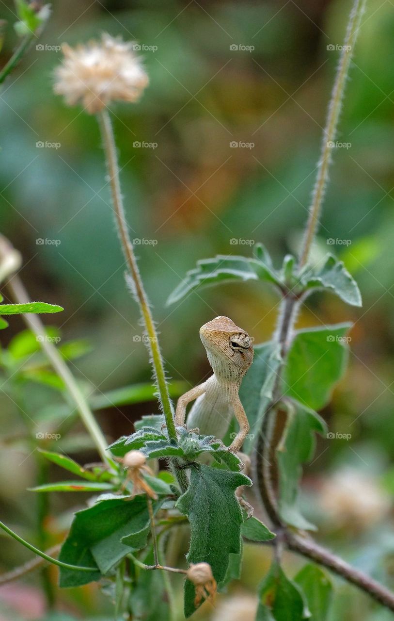 Swinhoe's tree lizard