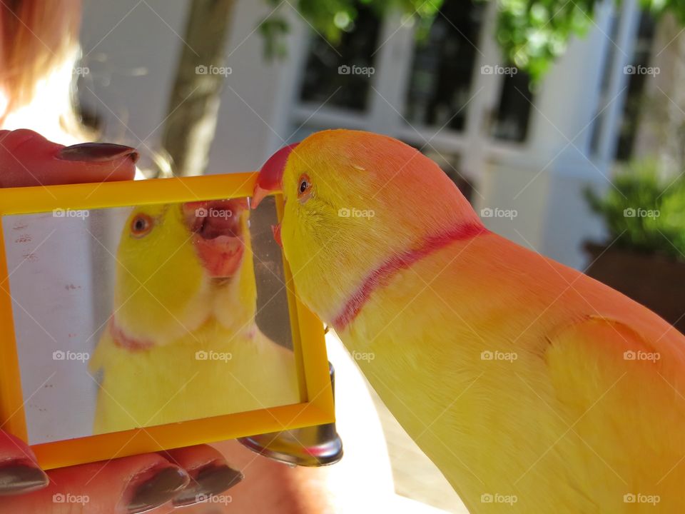 Parrot reflecting in mirror