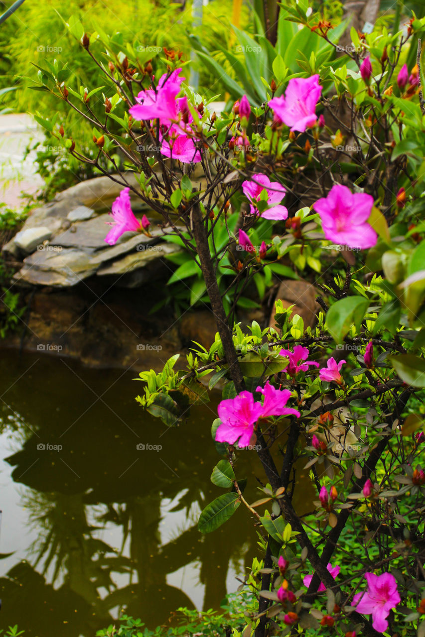 Jardim florido e fonte