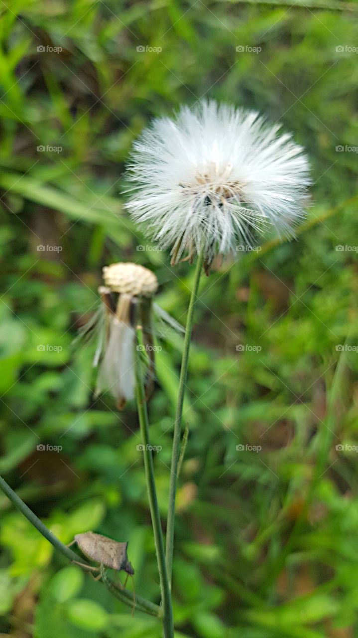 wish flower