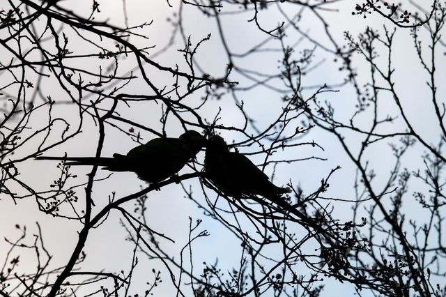 Parrots in love, silhouettes on a tree