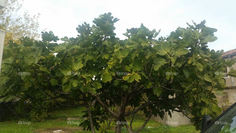 Leaf, Flora, Nature, Tree, Growth
