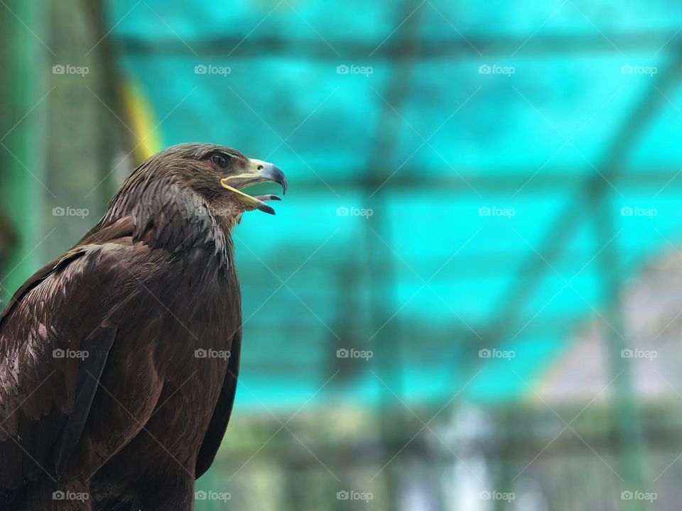 A majestic brown eagle with sharp eyes and an open beak, captured in stunning detail against a blurred green background. The vivid teal netting adds a vibrant contrast, highlighting the eagle's powerful presence.