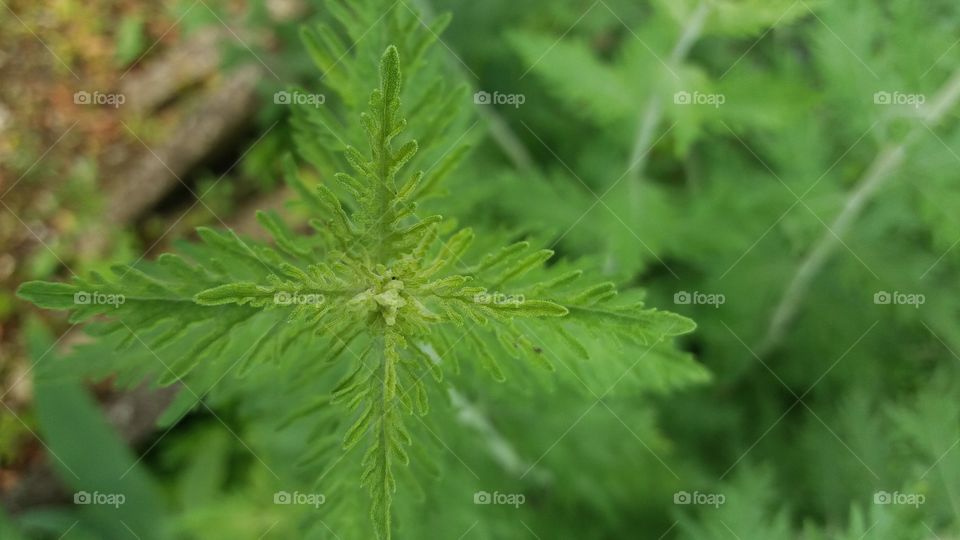 green symmetry