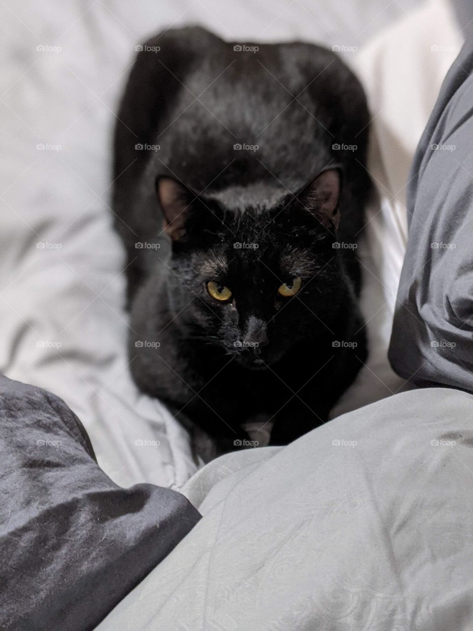 black cat laying on a bed