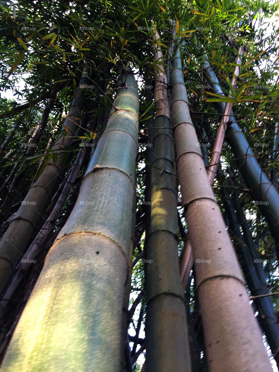 Southeast Florida bamboo trees.