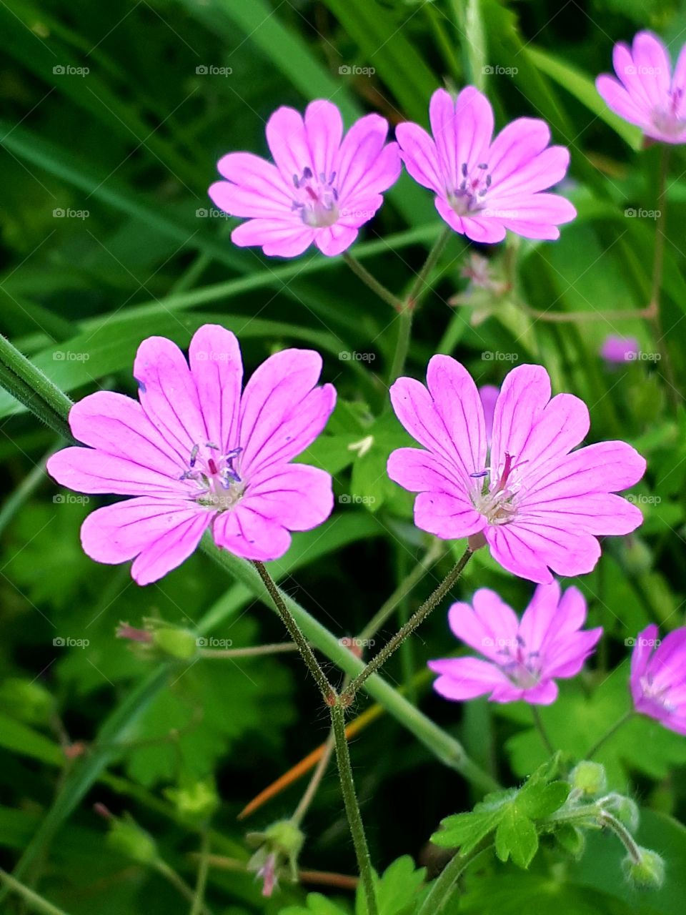 pinky flowers