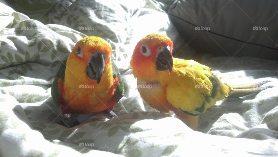 pedro and peso. boyfriend's parrots 