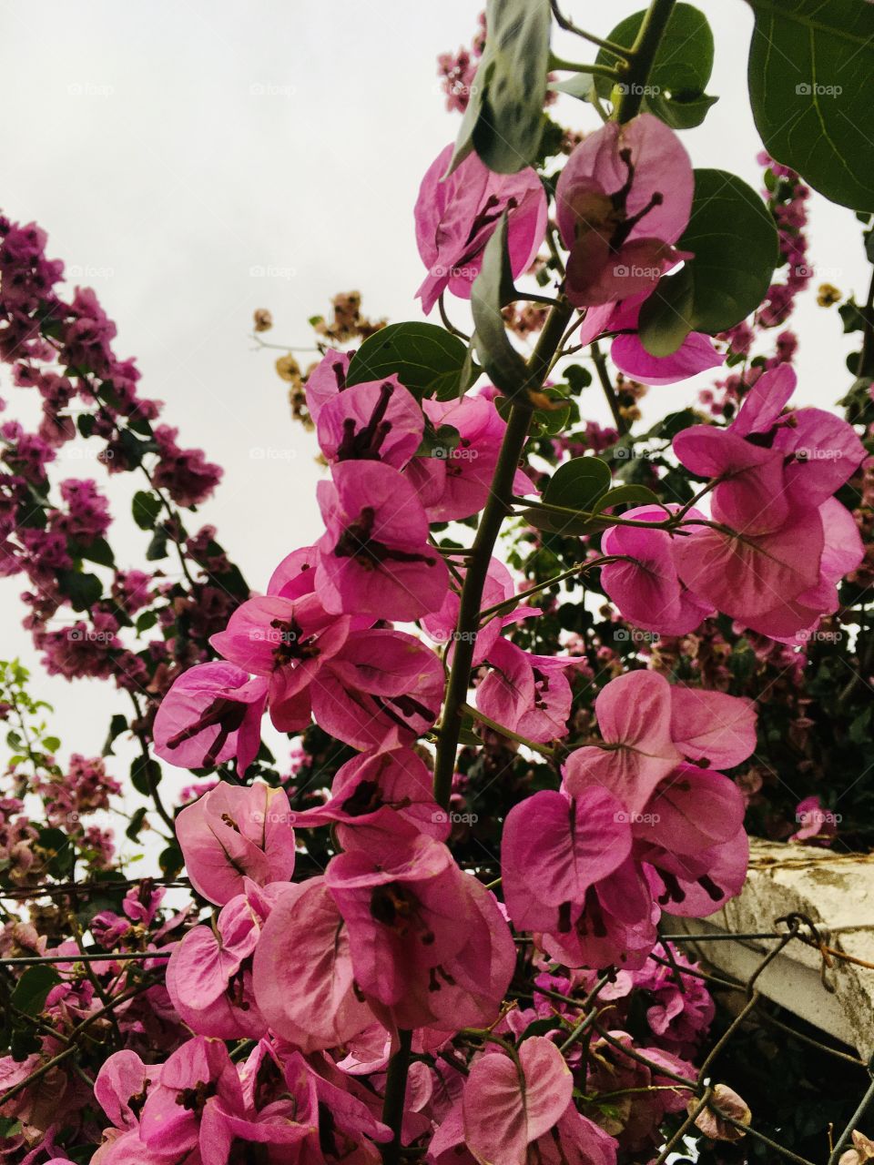 🌺Fim de #cooper!
Suado, cansado e feliz, alongando e curtindo a beleza das #flores. Hoje, junto às #primaveras.
🏁
#corrida #treino #flor #flower #flowers #pétalas #pétala #jardim #jardinagem #garden #flora #run #running #esporte #alongamento 