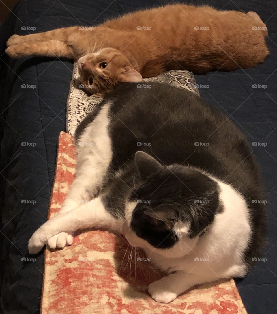 Bed Time For The Cats!