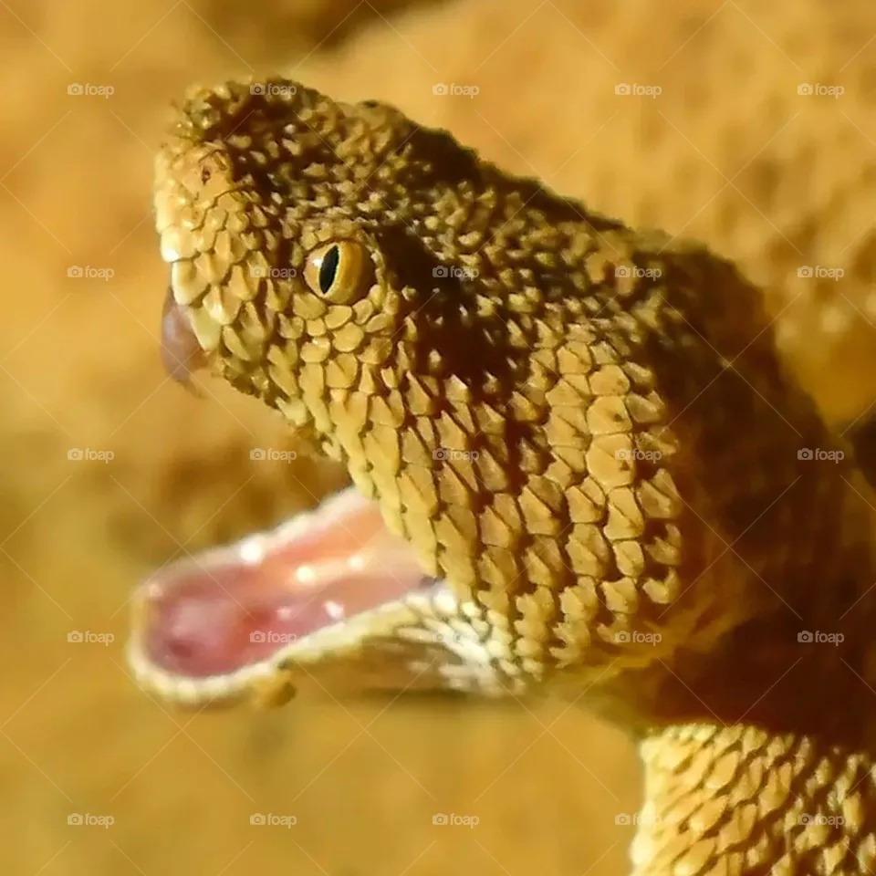 yellow serpent