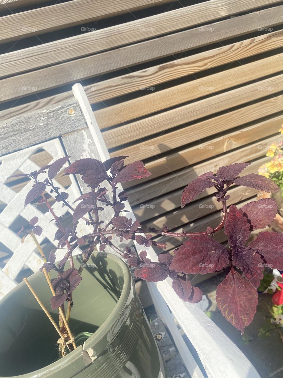 Roaring fire tree 😍