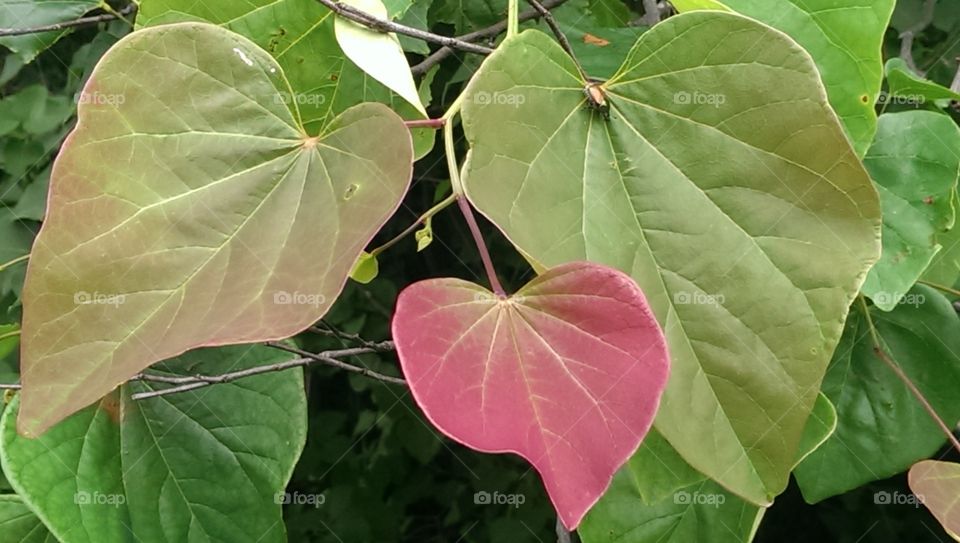 Blushing Leaf