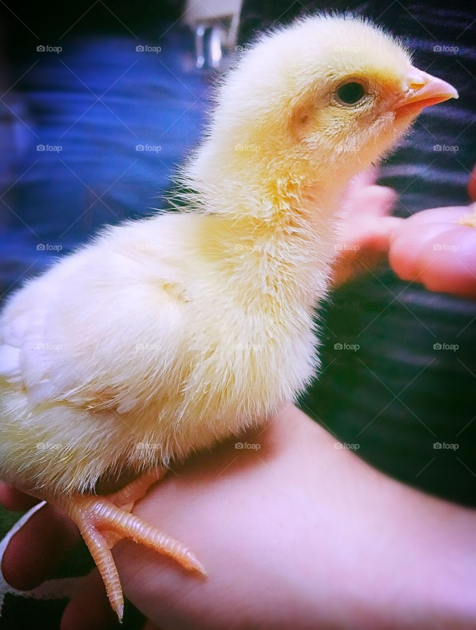 Cute chick