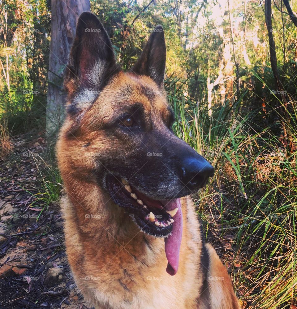 German Shepherd in nature 