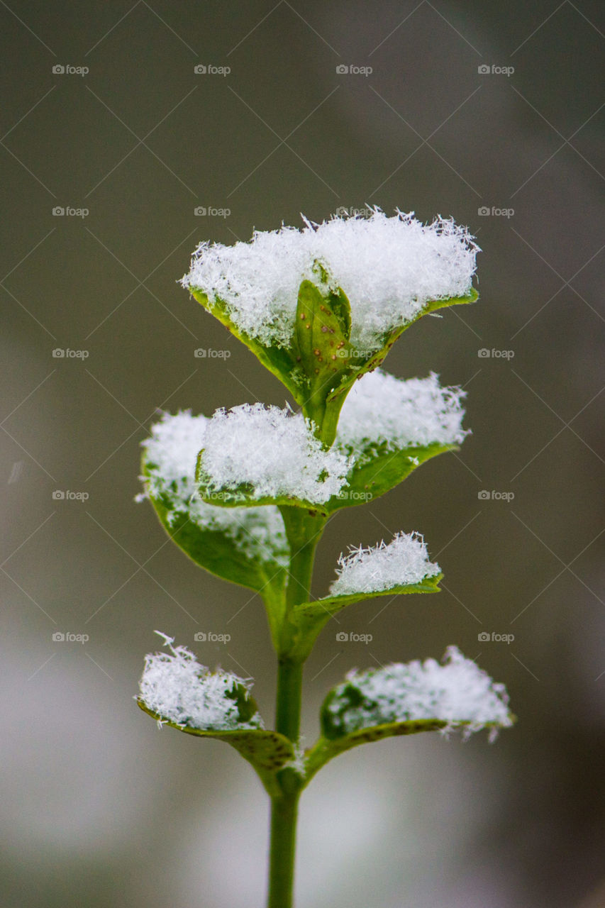 delicate snow