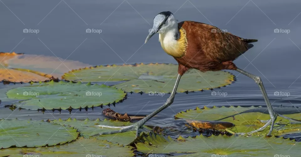 Urgent bird