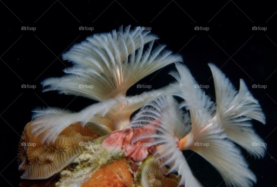 Variegated Feather Duster