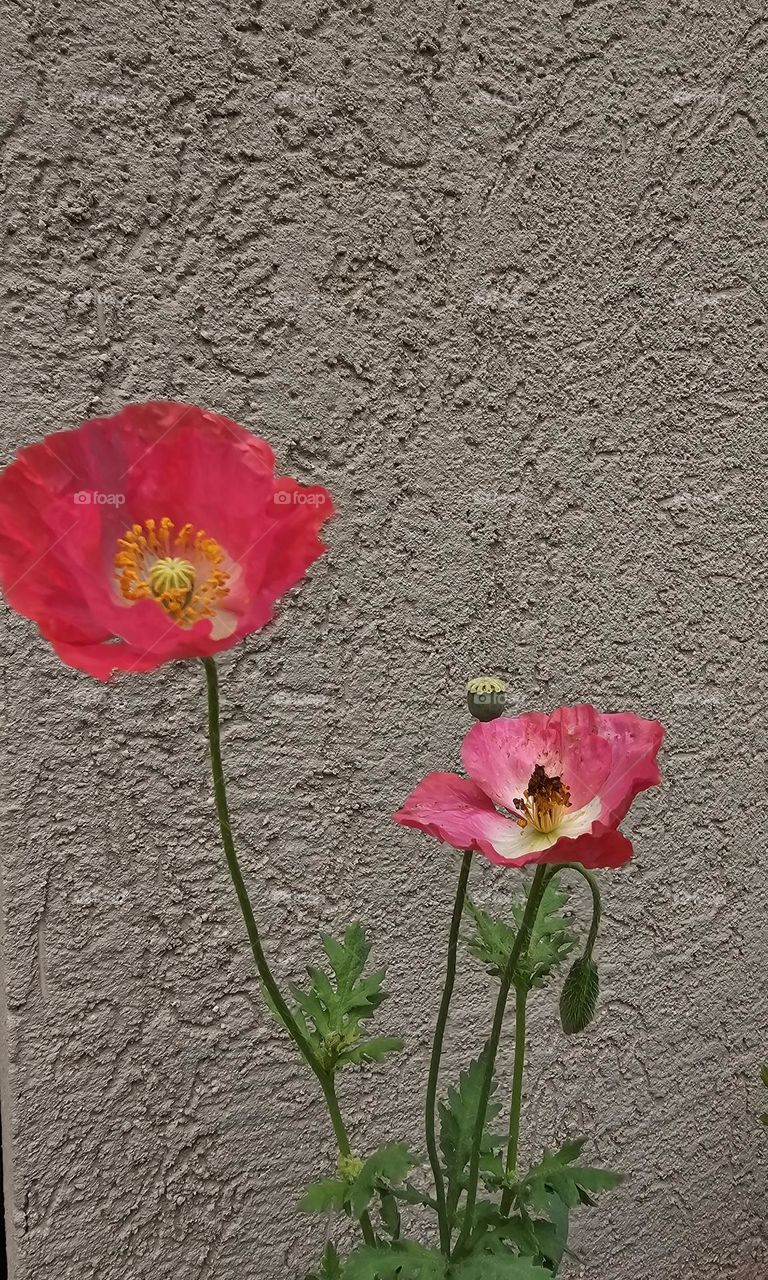 Two delicate pink poppies show off their petals in the fresh morning spring breeze.