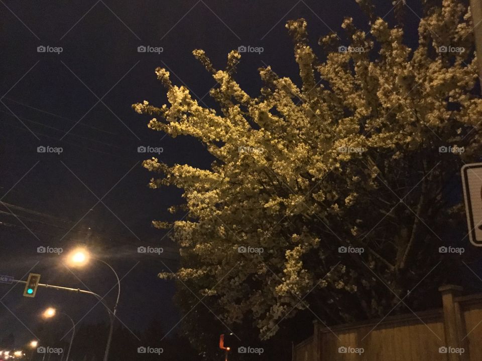 Yellow Cherry Blossoms at Night 