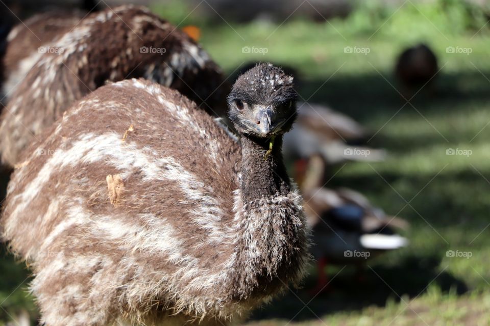 ostrich