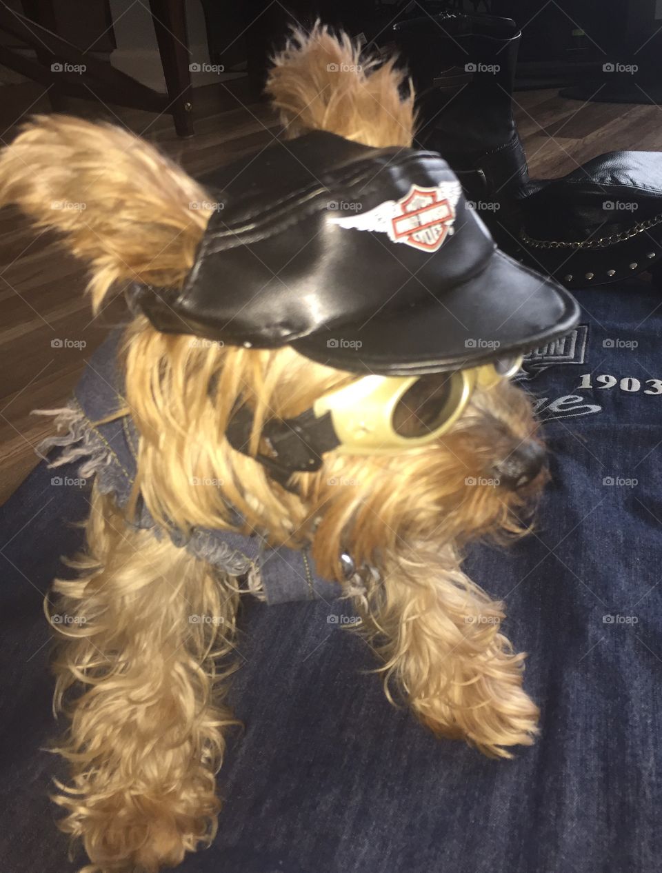 Yorkie ready for his Harley ride