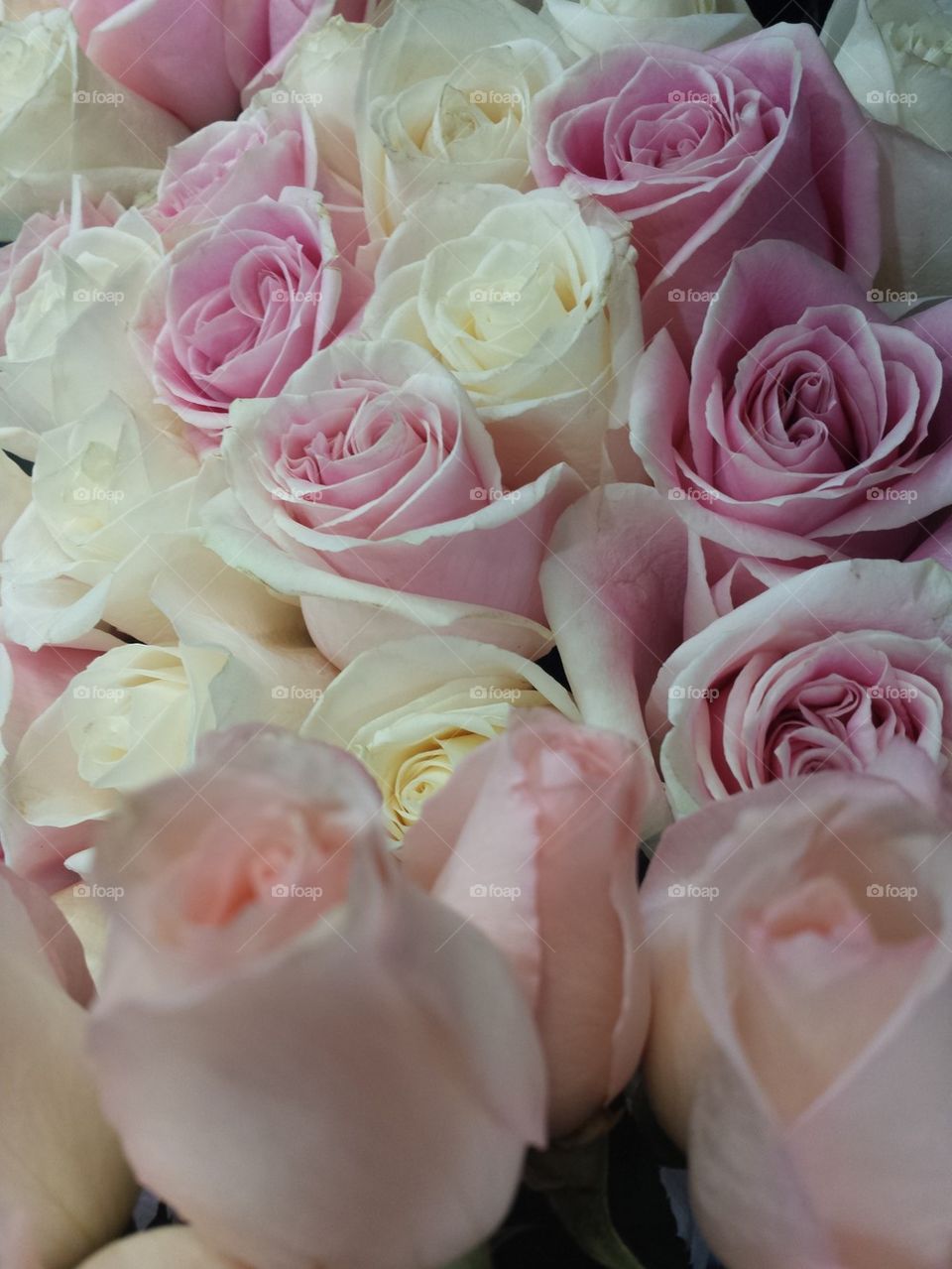 Pink & White Roses