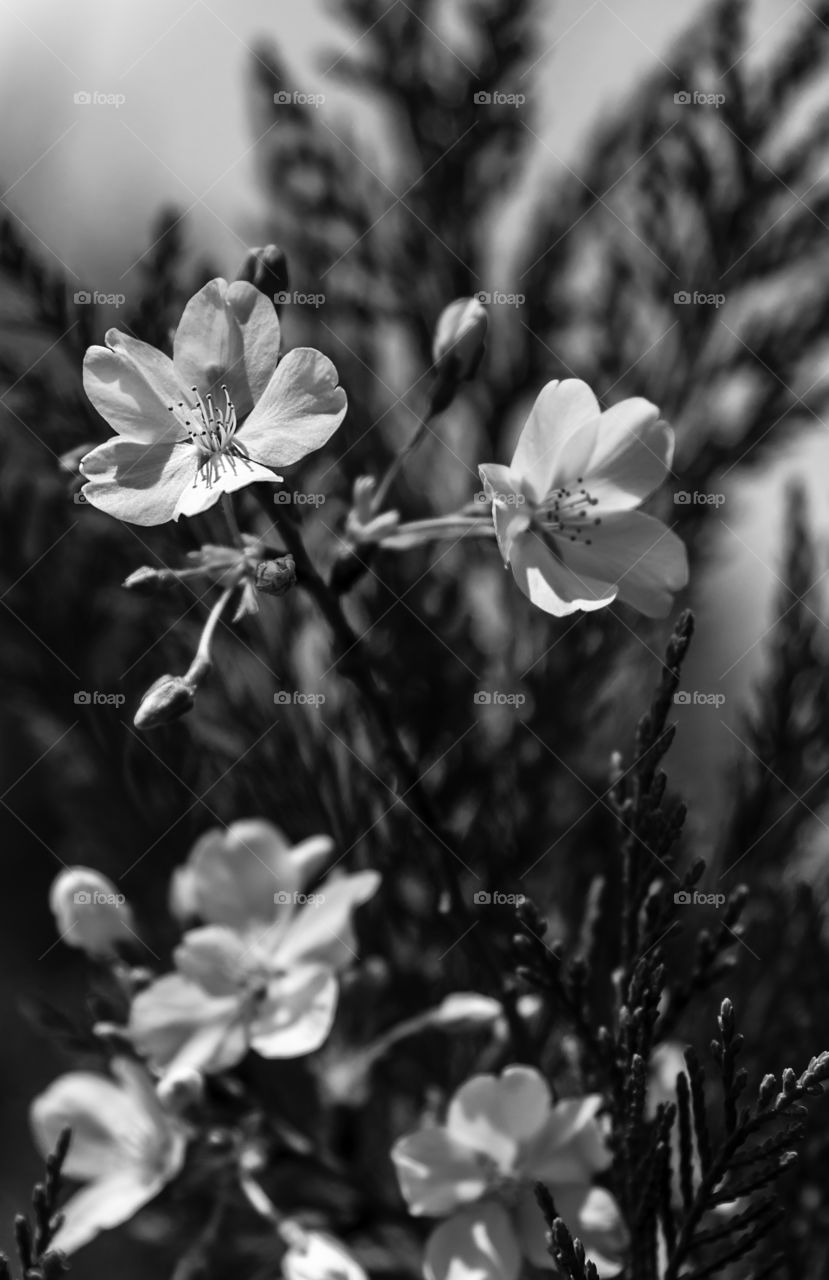 Spring cherry flowers in black and white