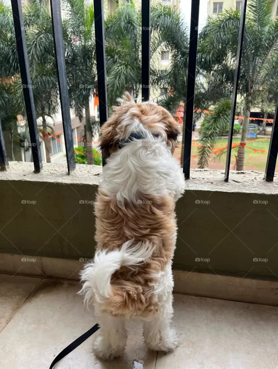 Hi