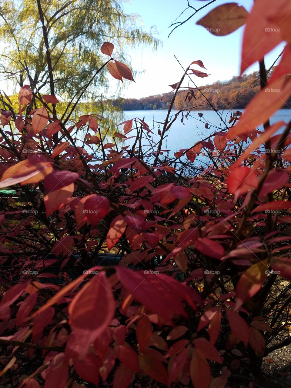 Pink leaves and lake