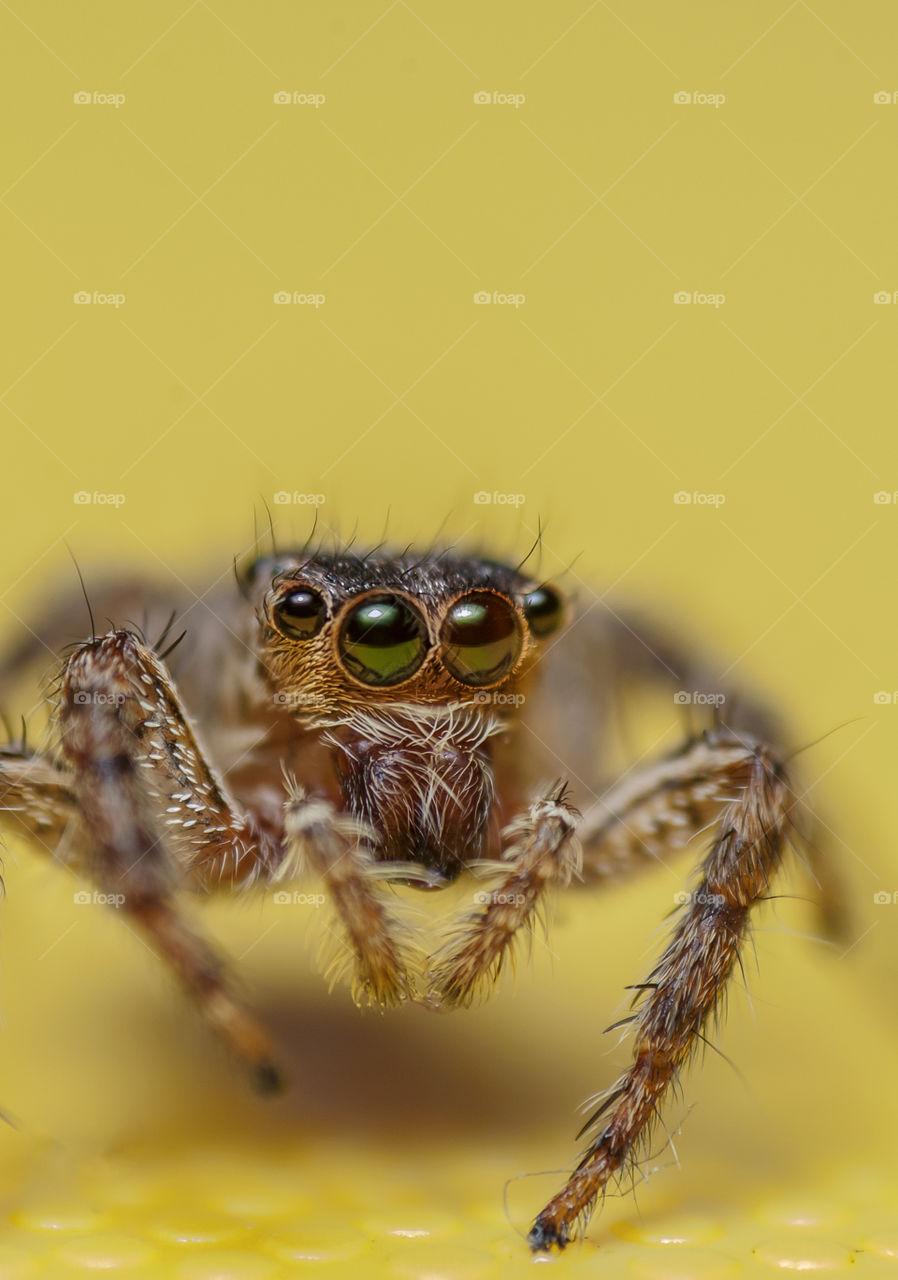macro closeup on jumping spider