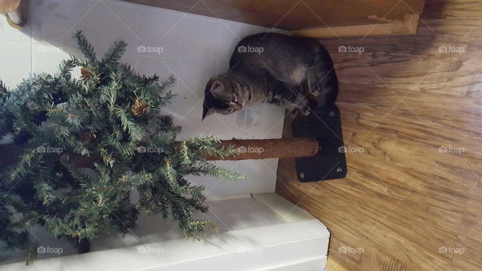 kitty with tree