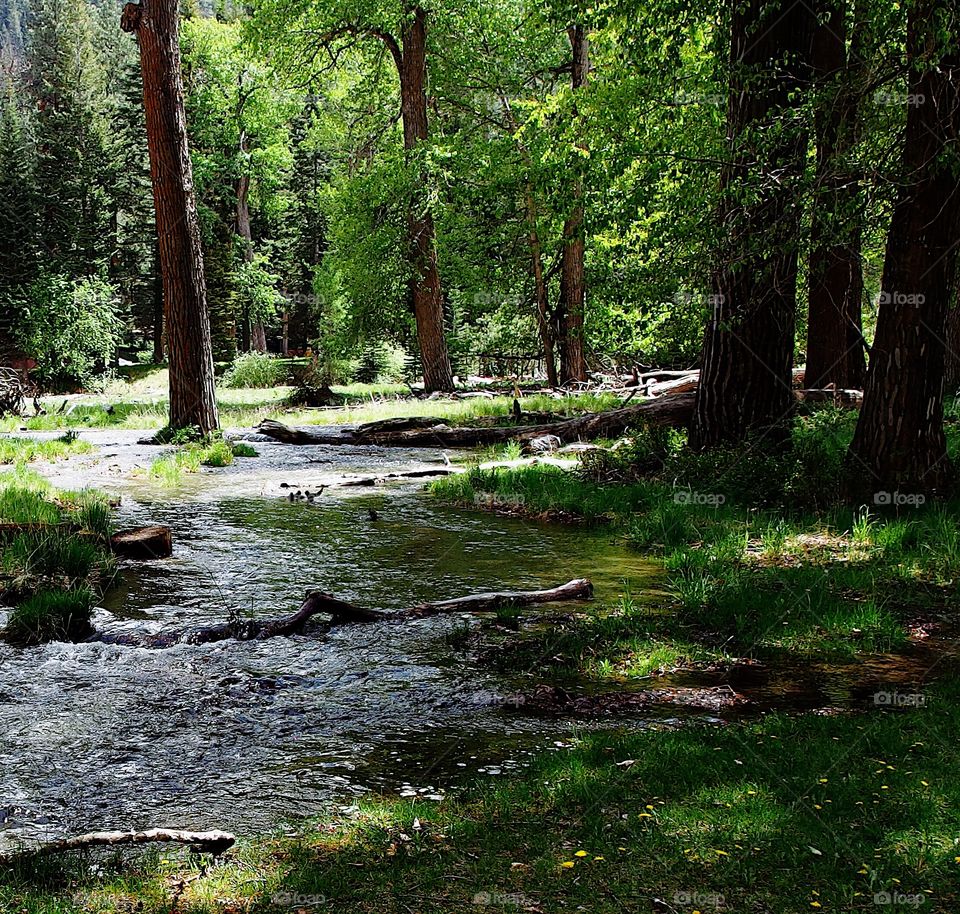 A creek in the forests of Eastern Oregon with spring overflow flows through tall and beautiful trees with fresh green wild grasses on a sunny day. 