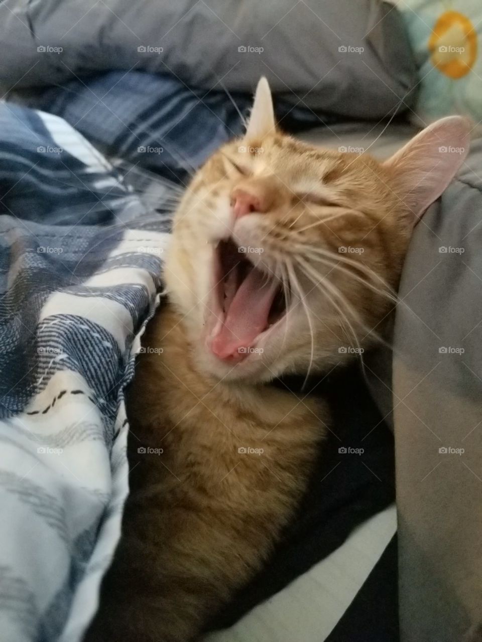yawning orange cat