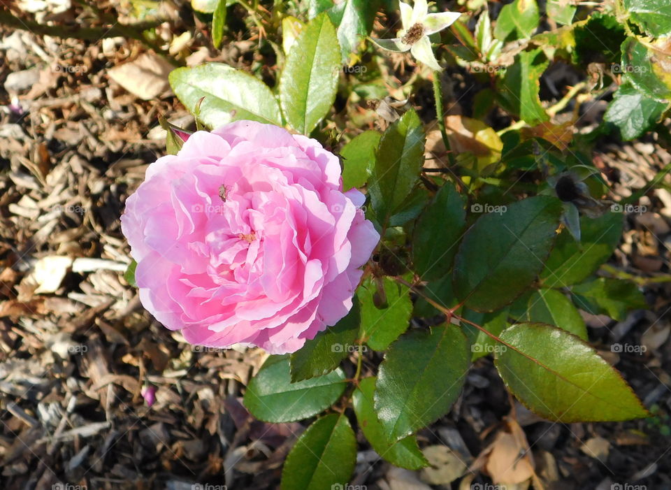 Beautiful light pink rose