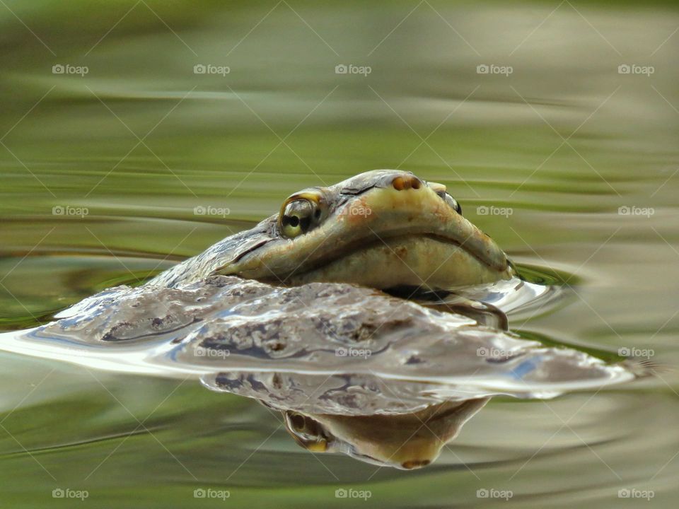 Happy turtle swimming in the pond