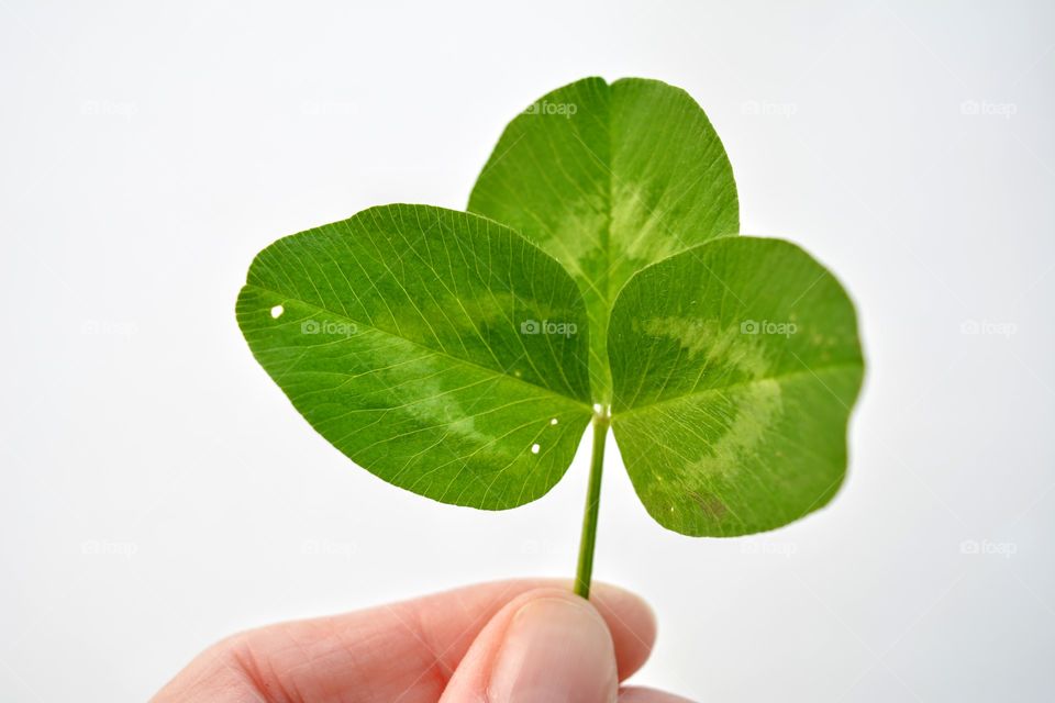 green leaf clover in hand white background