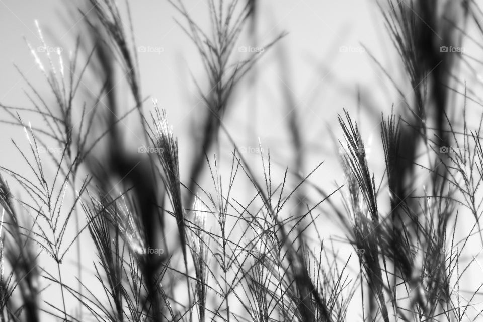 Black and white photo of blooming pampas grass