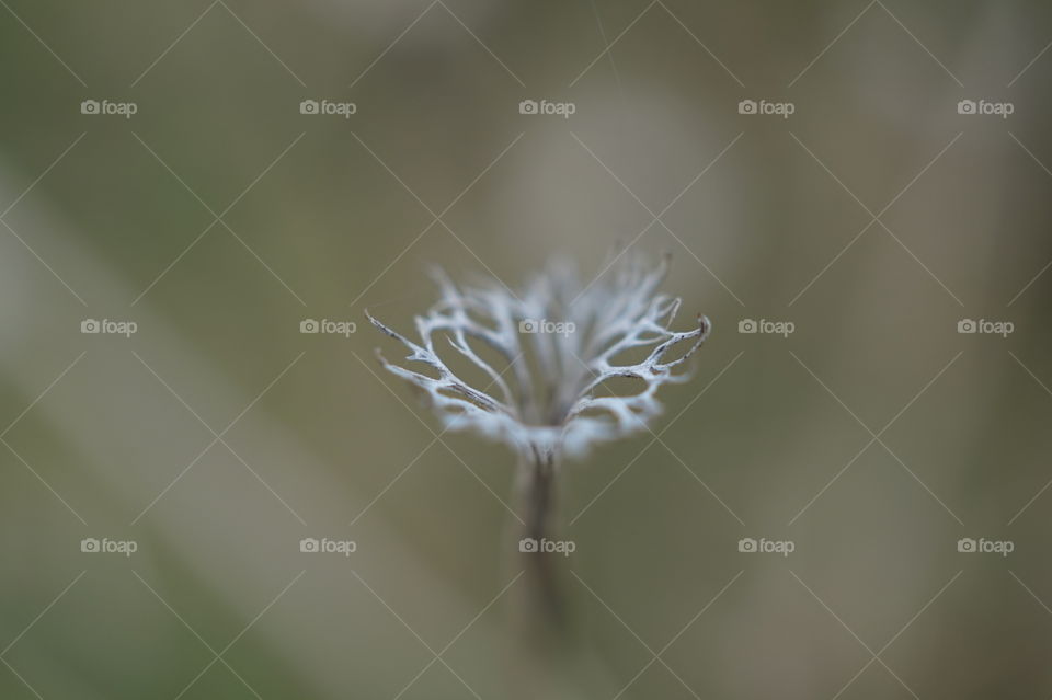 filigree weed close up