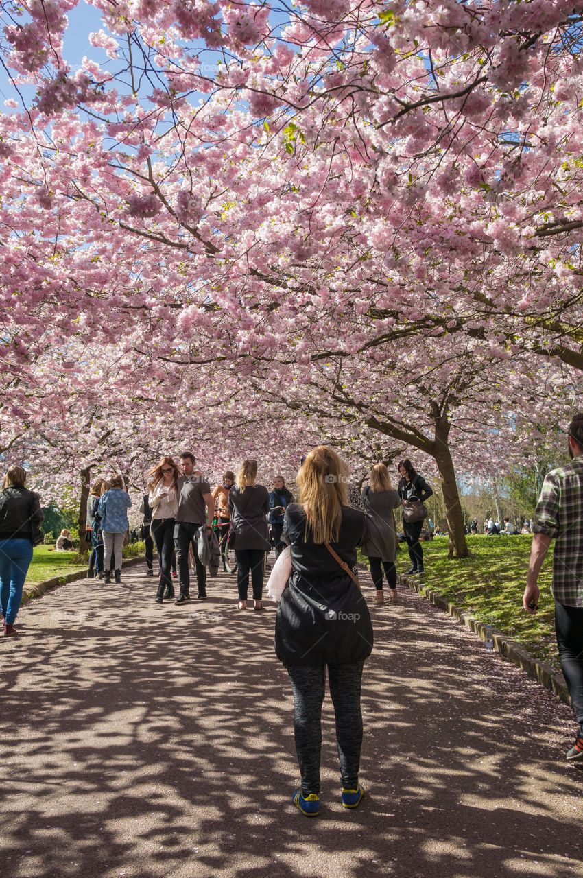 Pink park 