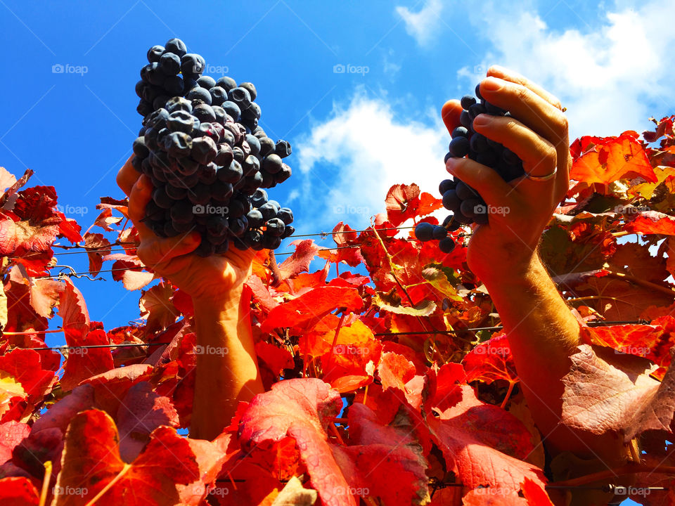 Hands are holding grape fruit under the Sky 