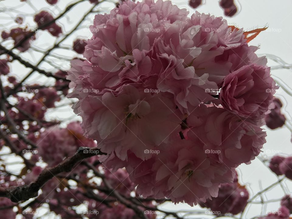 Close-up of pink flower