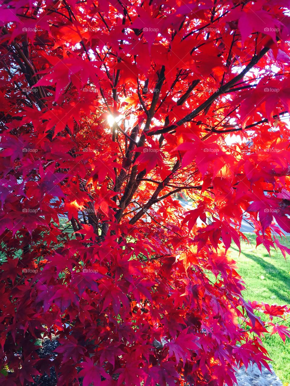 Leaf, Fall, Nature, Season, Bright